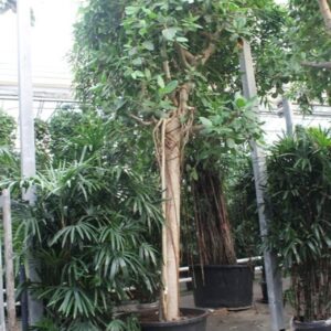 Ficus benghalensis Ficus Benghalensis
(1 Plants/Order)(102cmP 625cmH)
