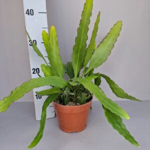 Epiphyllum Epiphyllum Fruhlings Gold
(4 Plants/Order)(15cmP 45cmH)