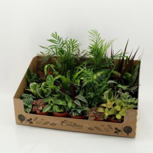 Indoor plants M-24 Mixplant showdoos
(24 Plants/Order)(9cmP 35cmH)