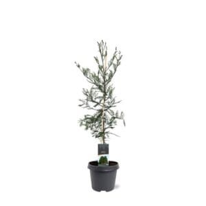 Taxodium distichum
(1 Plants/Order)(23cmP 90cmH)