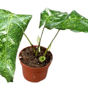 Calathea Calathea Musaica Variegata
(2 Plants/Order)(10.5cmP 15cmH)
