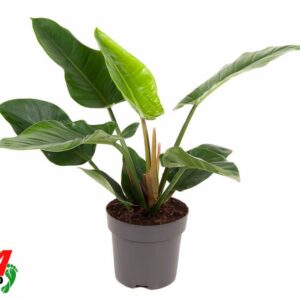 Philodendron Imperial Green Philodendron Imperial Green P24 (NO GAP)
(1 Plants/Order)(24cmP 70cmH)