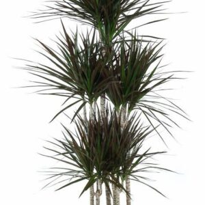 Dracaena Magenta Dracaena Magenta 90-carrousel
(1 Plants/Order)(31cmP 150cmH)