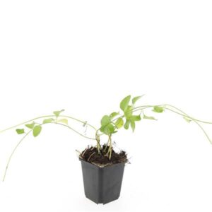 Vinca major Vinca major
(12 Plants/Order)(9cmP 15cmH)