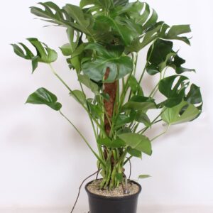 Monstera deliciosa Monstera deliciosa
(1 Plants/Order)(32cmP 130cmH)