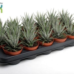 Haworthia Big Band Haworthia Big Band
(18 Plants/Order)(8.5cmP 10cmH)