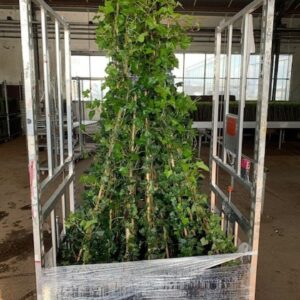 Hedera hibernica Hedera Hibernica
(1 Plants/Order)(23cmP 628cmH)