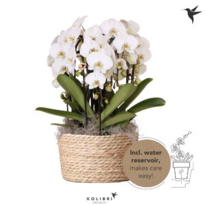Phalaenopsis Elegant Cascade Kolibri Orchids Phalaenopsis Mono Bouquet Niagara Fall white 6 spike in Reed Bas
(1 Plants/Order)(28cmP 45cmH)