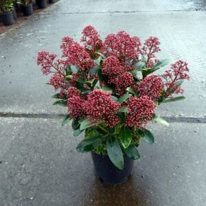 Skimmia japonica Rubella 15+
(6 Plants/Order)(15cmP 40cmH)