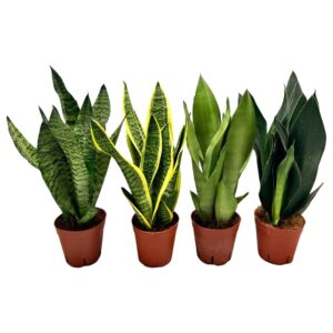 Sansevieria Sansevieria mix 3pp 3-4 Types
(8 Plants/Order)(14cmP 45cmH)