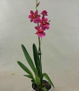 Cambria Nelly Isler pink Nelly 1tak
(10 Plants/Order)(12cmP 55cmH)