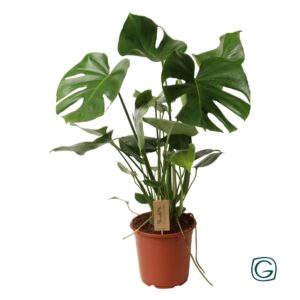 Monstera deliciosa Monstera deliciosa p21 
(1 Plants/Order)(21cmP 70cmH)