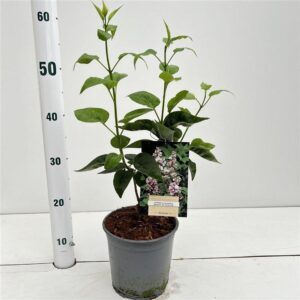Syringa vulg. 'Beauty of Moscow'
(1 Plants/Order)(17cmP 35cmH)