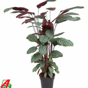 Calathea Calathea Oppenheimiana
(16 Plants/Order)(27cmP 130cmH)