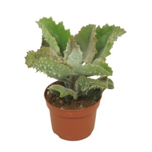 Kalanchoe beharensis Kalanchoë beharensis 10,5 cm
(10 Plants/Order)(10.5cmP 20cmH)