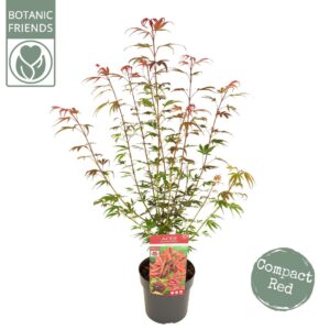 Acer palmatum Shaina Acer palm. 'Shaina'
(5 Plants/Order)(19cmP 65cmH)