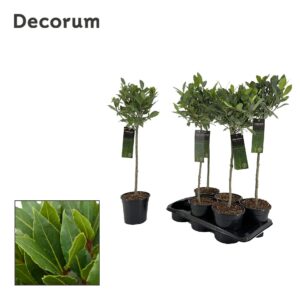 Laurus nobilis Laurus nobilis ball op stam
(6 Plants/Order)(17cmP 80cmH)