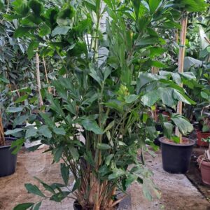 Caryota mitis Caryota Mitis bush 240
(1 Plants/Order)(45cmP 240cmH)