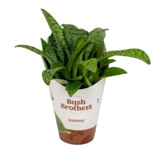 Drimiopsis maculata Drimiopsis kirki met potcover
(6 Plants/Order)(12cmP 30cmH)