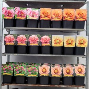 Paeonia Paeonia Itoh mix CC C5
(1 Plants/Order)(21cmP 35cmH)