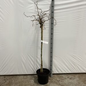 Corylus avellana Corylus avellana 'Scooter' -- stam 90 cm
(1 Plants/Order)(29cmP 120cmH)