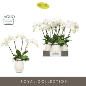 Phalaenopsis white more Ripsen Theatro Jazz 4 spike in Abruzzo White Aquo
(3 Plants/Order)(12cmP 60cmH)