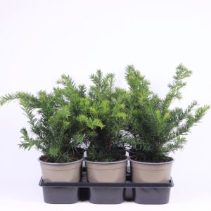 Taxus baccata Repandens Taxus baccata 'Repandens'
(6 Plants/Order)(15cmP 40cmH)