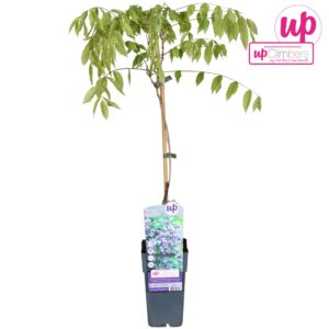 Wisteria floribunda Multijuga Wisteria floribunda Black Dragon P15
(10 Plants/Order)(15cmP 80cmH)