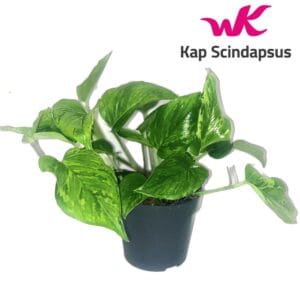 Epipremnum pinnatum Scindapsus (Epipremnum) Marble Green
(10 Plants/Order)(12cmP 20cmH)