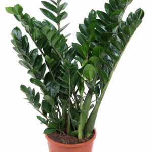 Zamioculcas zamiifolia Zamioculcas Zamiifolia P24
(1 Plants/Order)(24cmP 100cmH)