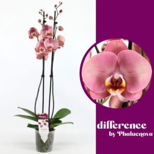 Phalaenopsis other pink (enkele ta Astrid 2-tak 65cm (GROEN)
(6 Plants/Order)(12cmP 65cmH)