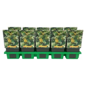 Epimedium x perralchicum Frohnleite Epimedium perralchicum 'Frohnleiten' P11
(10 Plants/Order)(11cmP 25cmH)