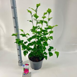 Hibiscus syriacus Hibiscus syr. 'Purple Chiffon'
(1 Plants/Order)(23cmP 70cmH)