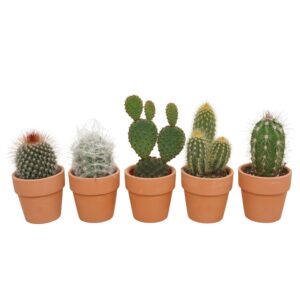 Cactus Cactus mix in 6 cm 'Terracotta Kraagpotje' 
(20 Plants/Order)(5.5cmP 10cmH)