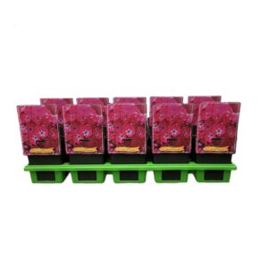 Phlox Paniculata Phlox 'Christelle' P11
(10 Plants/Order)(11cmP 25cmH)