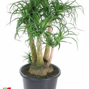 Nolina recurvata Beaucarnea busch P41 - 2ft
(1 Plants/Order)(41cmP 100cmH)
