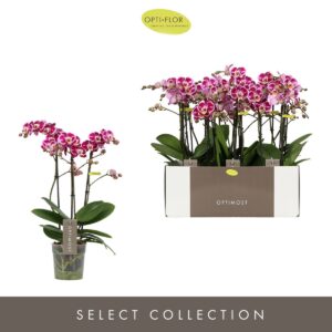 Phalaenopsis Bubbles Optimost Bubbles 3 spike
(6 Plants/Order)(12cmP 45cmH)