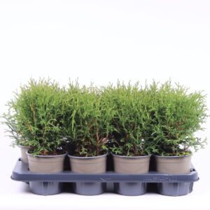 Thuja Tiny Tim Thuja occidentalis 'Tiny Tim' 
(8 Plants/Order)(13cmP 25cmH)