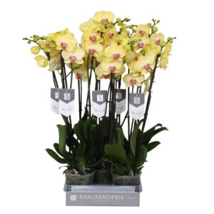Phalaenopsis Limelight Phalaenopsis Limelight, 3-spike 18+
(10 Plants/Order)(12cmP 60cmH)