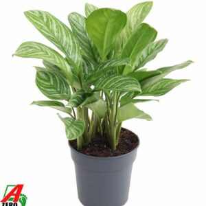 Aglaonema Stripes Aglaonema Stripes
(30 Plants/Order)(24cmP 70cmH)