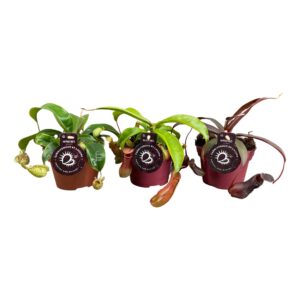 Nepenthus Nepenthes 12 cm mix
(6 Plants/Order)(12cmP 17cmH)