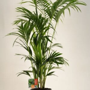 Howea forsteriana KENTIA - P27 H160 - 12PP (Howea forsteriana)
(1 Plants/Order)(27cmP 160cmH)