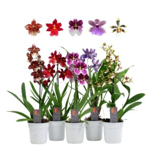 Orchideeen Orchid mix 1 spike 35-50 cm
(10 Plants/Order)(12cmP 35cmH)
