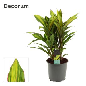 Cordyline Kiwi Cordyline Kiwi Toef 19 cm (Decorum) 
(1 Plants/Order)(19cmP 55cmH)