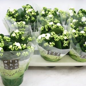 Kalanchoe Calandiva Whites Gevuld 15 cm white
(6 Plants/Order)(15cmP 24cmH)