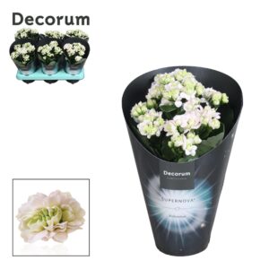 Kalanchoe blossfeldiana Supernova Kalanchoë Supernova Pinkish White
(6 Plants/Order)(10.5cmP 28cmH)