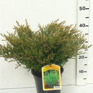Juniperus horizontalis Andorra Compact'
(1 Plants/Order)(19cmP 55cmH)