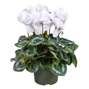 Cyclamen grootbl. white
(6 Plants/Order)(13cmP 30cmH)
