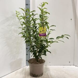 Forsythia Spectabilis intermedia
(1 Plants/Order)(23cmP 60cmH)