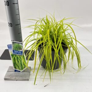 Carex oshimensis Evercolor Everillo Carex oshimensis EverColor® 'Everillo' PBR
(1 Plants/Order)(17cmP 35cmH)